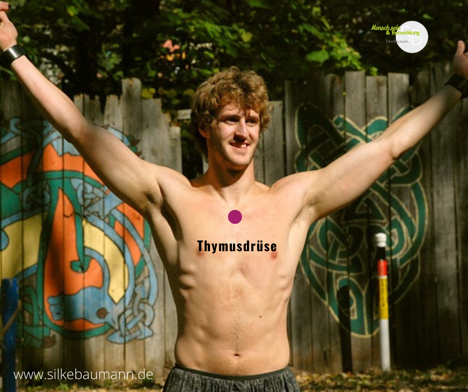 Wo ist die Thymusdrüse